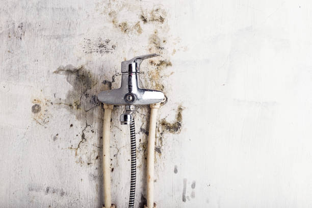 Best Residential Mold Remediation in Moundridge, KS
