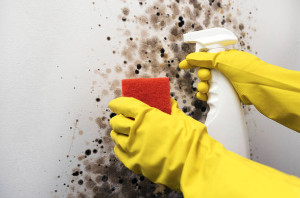 Best Preventive Mold Services in Moundridge, KS