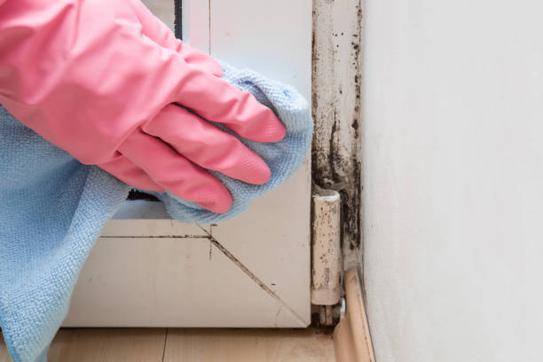 Best Mold Testing and Inspection Services in Moundridge, KS